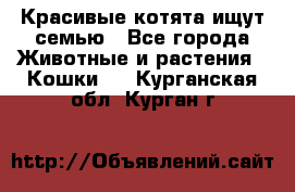 Красивые котята ищут семью - Все города Животные и растения » Кошки   . Курганская обл.,Курган г.